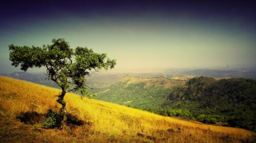 Solitary Tree on Golden Hillside Overlooking Mountain Valley PC Wallpaper