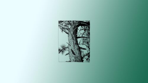 Minimalist Pine Tree Ink Sketch on Gradient Green Background Desktop Wallpaper