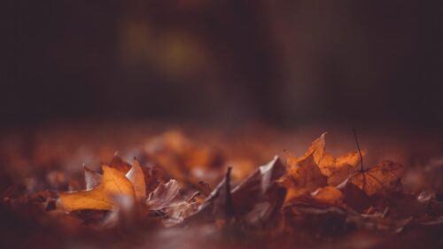 Stunning Macro Autumn Leaves Golden Forest Floor PC Wallpaper