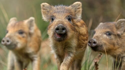 Adorable Wild Boar Piglets Close Up Desktop Wallpaper