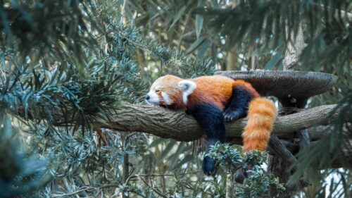 Adorable Sleeping Red Panda Resting on a Tree Branch 4K Wallpaper