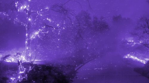 Ethereal Glowing Purple Forest Night Scene Desktop Wallpaper