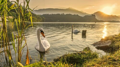 Graceful Swans on Lake Bled at Golden Sunset 4K PC Wallpaper