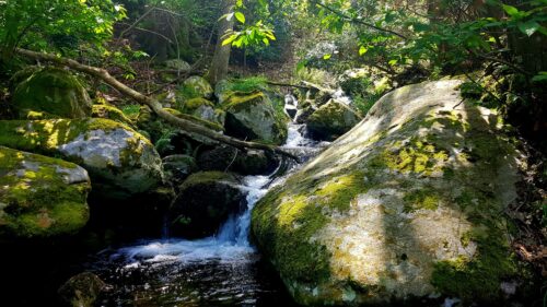 Sunlit Mossy Forest Creek Cascade 4K PC Wallpaper