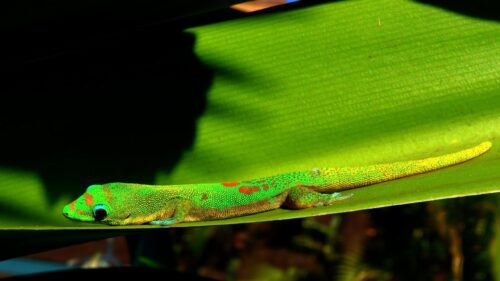 Vibrant Green Day Gecko Resting on a Tropical Leaf Desktop Wallpaper