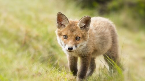 Adorable Baby Fox Standing in Green Meadow 4K Wallpaper