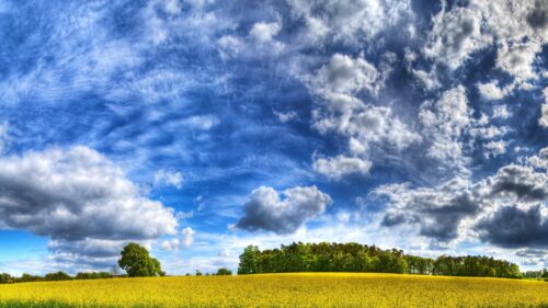 Stunning Yellow Rapeseed Field Under Dramatic Blue Sky 4K Wallpaper