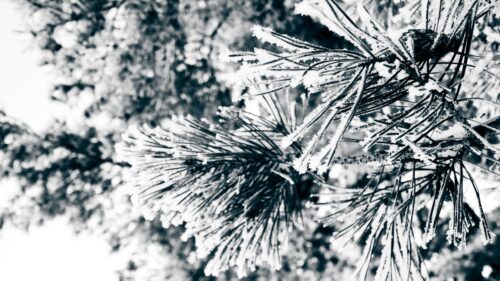 Stunning Macro Pine Needles Covered in Winter Frost 4K Wallpaper