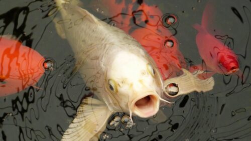 Stunning White and Red Koi Fish Swimming in Dark Pond Desktop Wallpaper
