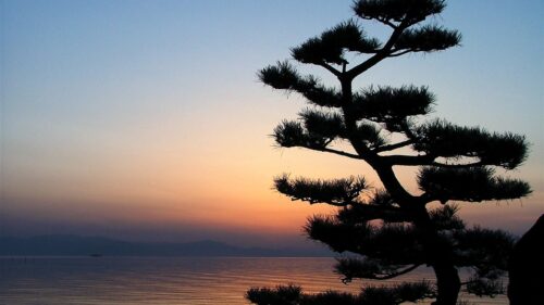 Serene Bonsai Tree Silhouette at Sunset Landscape PC Wallpaper