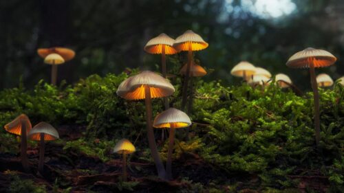 Enchanted Glowing Forest Mushrooms Macro Photography PC Wallpaper