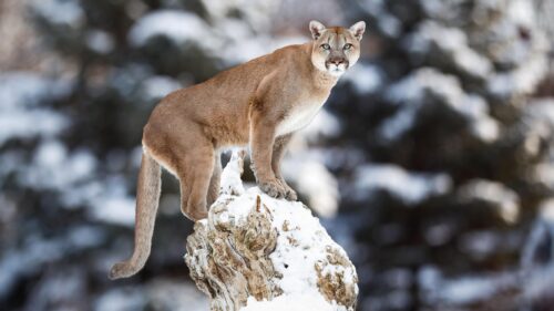 Majestic Mountain Lion Standing on Snowy Tree Stump PC Wallpaper