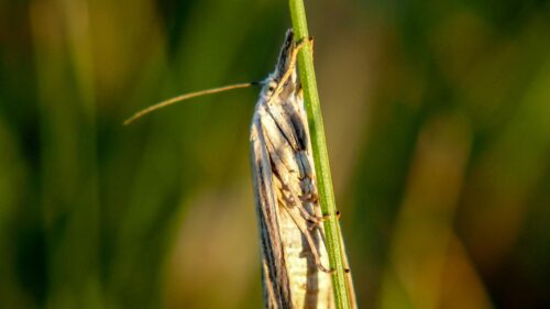 Macro Photography of a Moth Resting on a Green Stem 4K Wallpaper