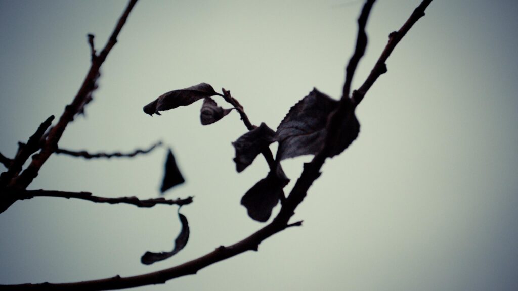 Minimalist Autumn Branch with Wilted Leaves 4K Desktop Wallpaper