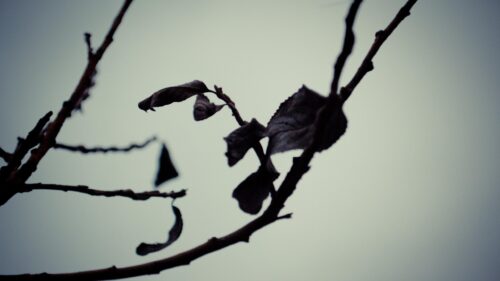 Minimalist Autumn Branch with Wilted Leaves 4K Desktop Wallpaper