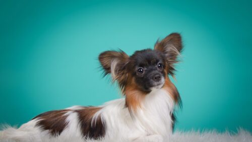 Adorable Papillon Dog with Distinctive Butterfly Ears Desktop Wallpaper