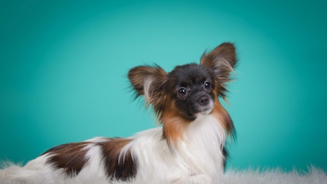 Adorable Papillon Dog with Distinctive Butterfly Ears Desktop Wallpaper