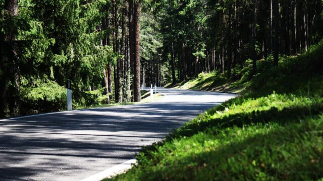 Serene Asphalt Road Through Lush Green Pine Forest PC Wallpaper