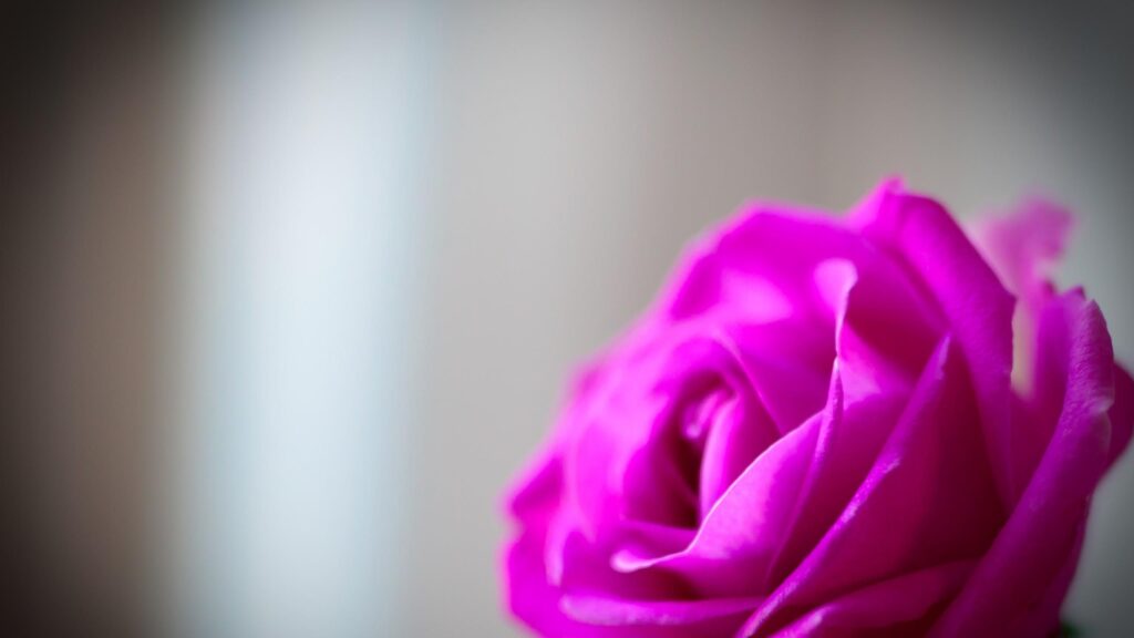 Elegant Close-Up Vibrant Magenta Rose Flower Desktop Wallpaper