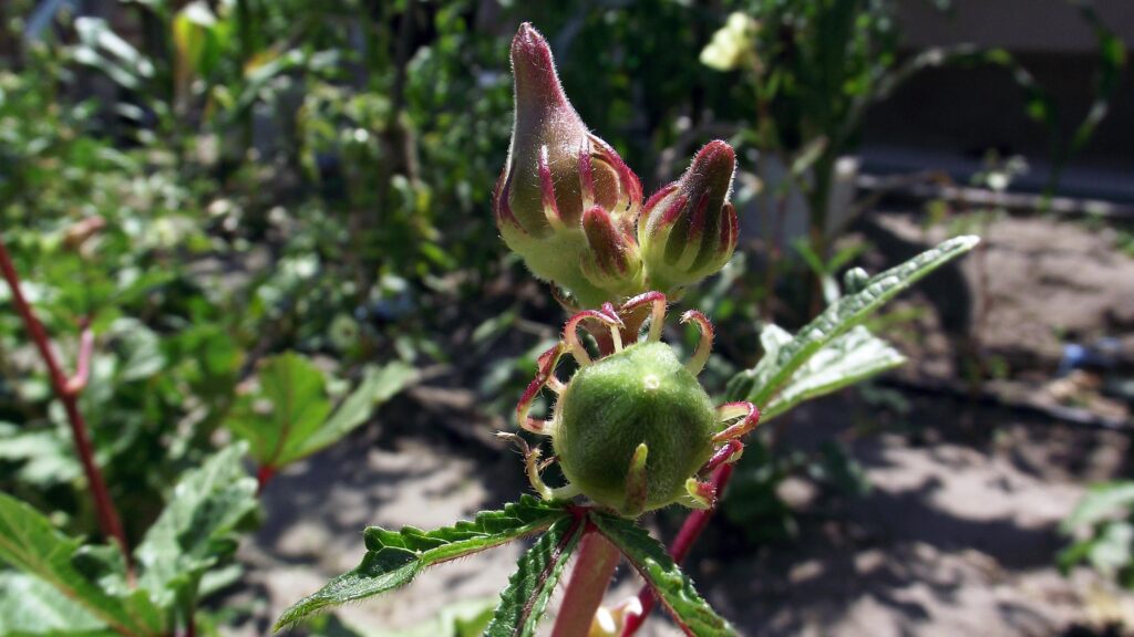 Close-up of Vibrant Okra Plant Buds in a Sunny Garden Desktop Wallpaper