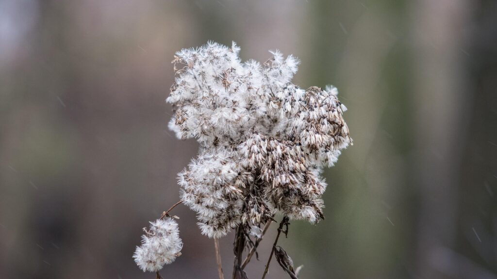 Macro Photography of Dried Wildflower Seed Heads in Winter PC Wallpaper