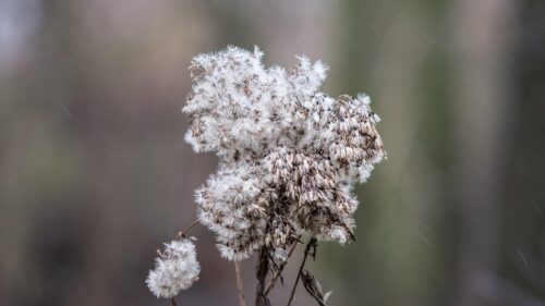 Macro Photography of Dried Wildflower Seed Heads in Winter PC Wallpaper