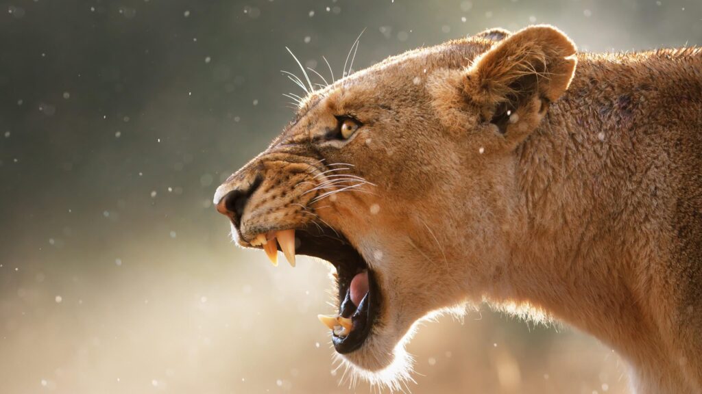 Ferocious Lioness Snarling in the Wild 4K Desktop Wallpaper