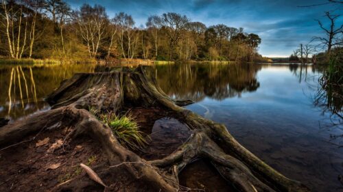 Serene Lakeside Forest with Weathered Tree Stump 4K Desktop Wallpaper