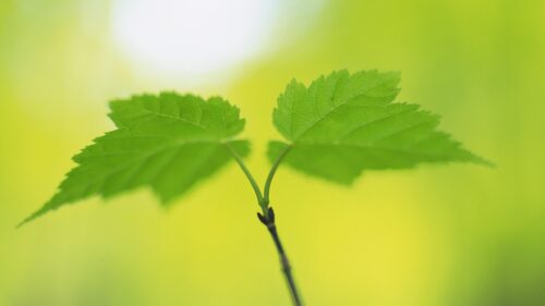 Fresh Spring Green Birch Leaves Nature Macro 4K Wallpaper