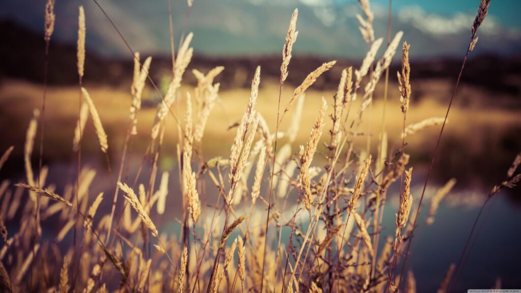 Golden Wheat Field Meadow Macro Nature Landscape PC Wallpaper