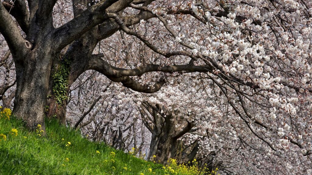 Stunning Cherry Blossoms and Yellow Flowers Spring Landscape 4K Desktop Wallpaper