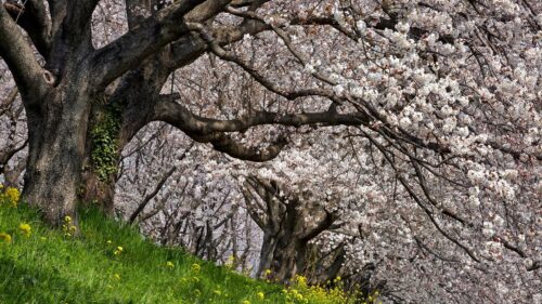 Stunning Cherry Blossoms and Yellow Flowers Spring Landscape 4K Desktop Wallpaper