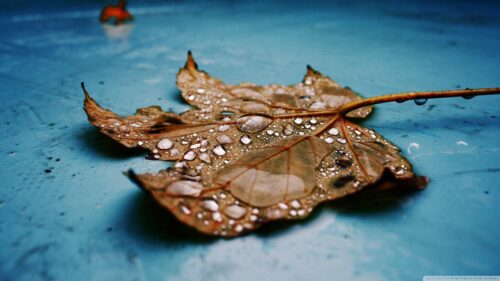 Macro Photography of Wet Autumn Maple Leaf on Blue Surface 4K Wallpaper