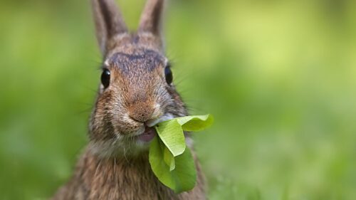 Cute Wild Rabbit Eating Fresh Green Leaves in Nature Desktop Wallpaper