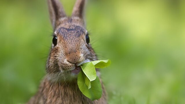 Cute Wild Rabbit Eating Fresh Green Leaves in Nature Desktop Wallpaper