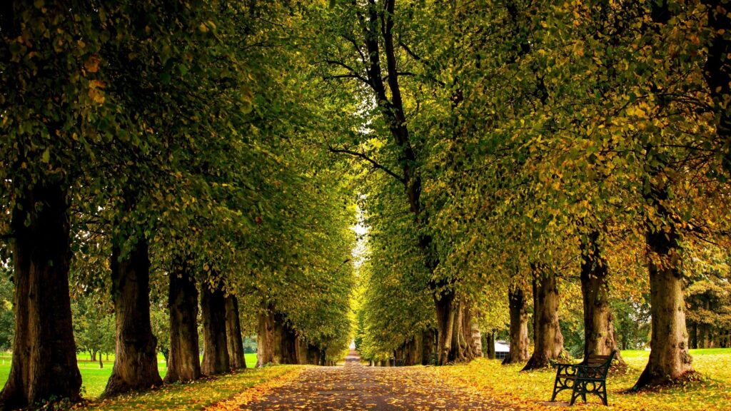 Stunning Autumn Tree Lined Avenue with Park Bench Desktop Wallpaper