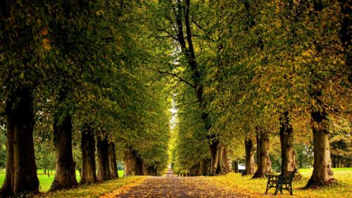 Stunning Autumn Tree Lined Avenue with Park Bench Desktop Wallpaper