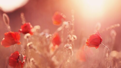 Dreamy Red Poppy Flowers in Golden Sunset Light PC Wallpaper