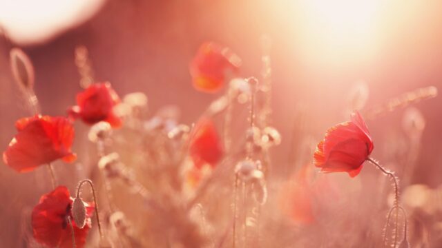 Dreamy Red Poppy Flowers in Golden Sunset Light PC Wallpaper