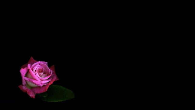 Stunning Pink Rose Flower Minimalist Black Background 4K Wallpaper