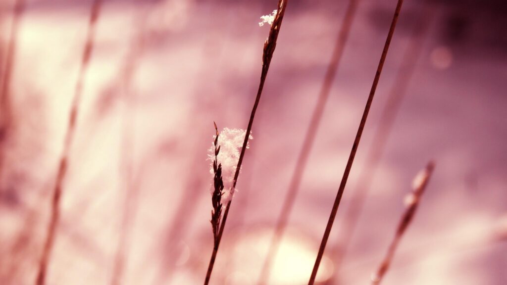 Macro Photography of Frost Covered Grass Blades in Winter Light 4K Wallpaper