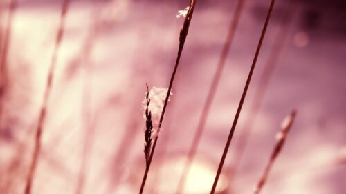 Macro Photography of Frost Covered Grass Blades in Winter Light 4K Wallpaper