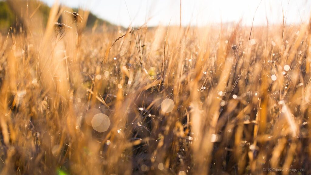 Golden Morning Meadow Grass with Dew Drops 4K Desktop Wallpaper