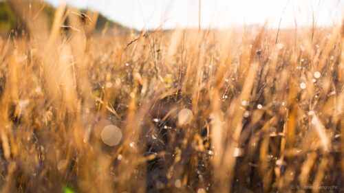 Golden Morning Meadow Grass with Dew Drops 4K Desktop Wallpaper