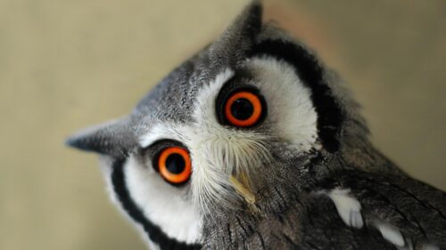 Stunning Close-Up of a Southern White Faced Owl with Amber Eyes 4K Desktop Wallpaper