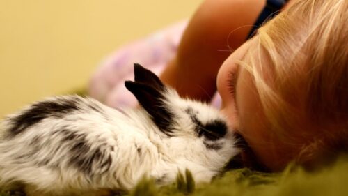 Close Up of a Little Girl Cuddling a Cute Baby Bunny 4K Desktop Wallpaper
