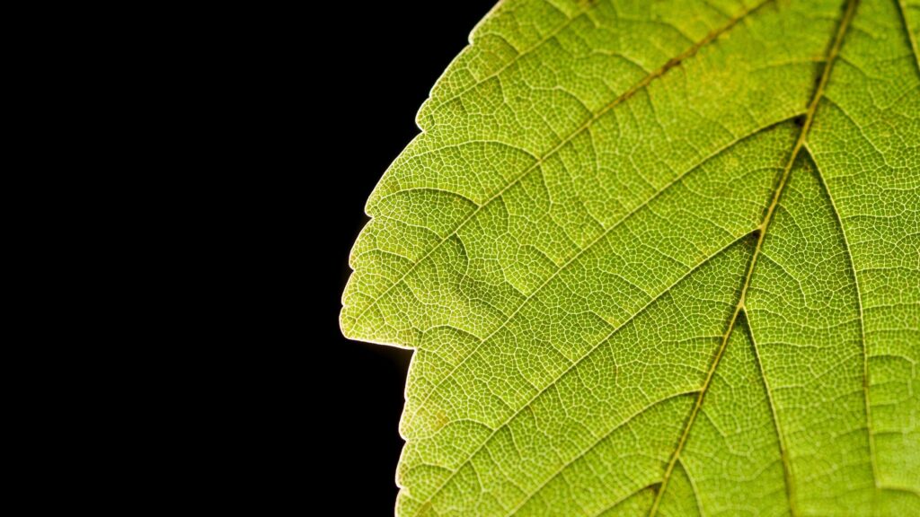 Macro Green Leaf Texture with Dark Background 4K Desktop Wallpaper