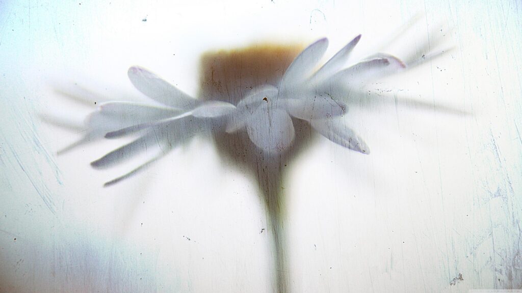 Abstract Daisy Flower Silhouette with Scratched Texture Aesthetic 4K Wallpaper