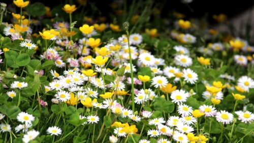 Vibrant Spring Meadow with Wildflowers Macro Landscape Desktop Wallpaper