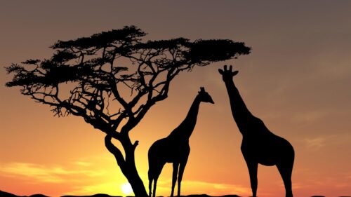 Stunning Giraffes Under African Acacia Silhouette Sunset 4K Wallpaper